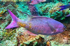 creole wrasse